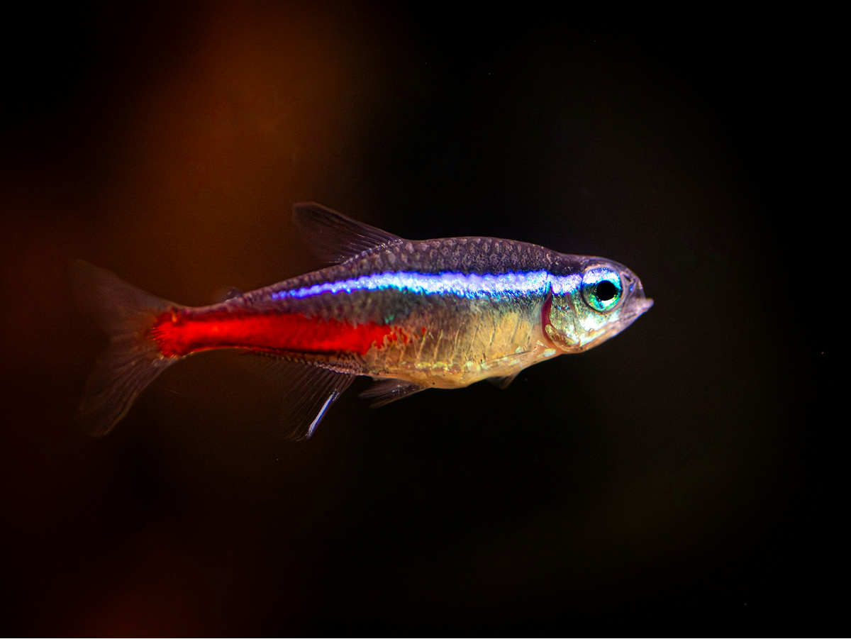 Cardinal Tetra